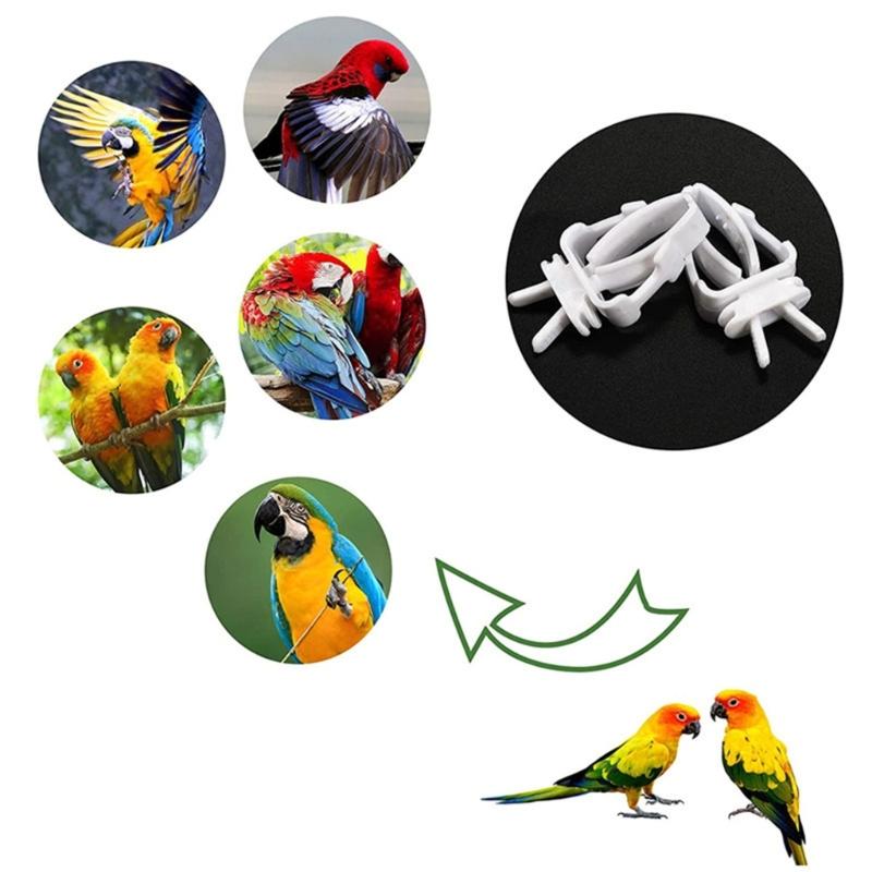 10 Pcs Bird Food Holder Feeding Clips Parrot Toy for Small Size Bird Cage Mount Multifunctional Treats Fruit Holder