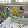 Spring Wobble Bird Perch Stand Simulation Bird Parrot Play Rack  for Bird Cage Aviary