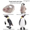 Frog Life Cycle Model Set: Tadpole to Frog Educational Toys for Kids
