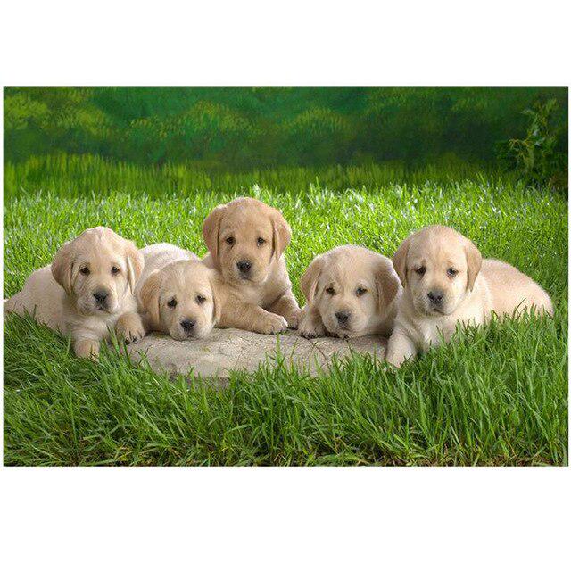 Pictură cu diamant 5D DIY câine drăguț animal de companie cu punct de cruce broderie cu diamante mozaic animal foraj complet rotund