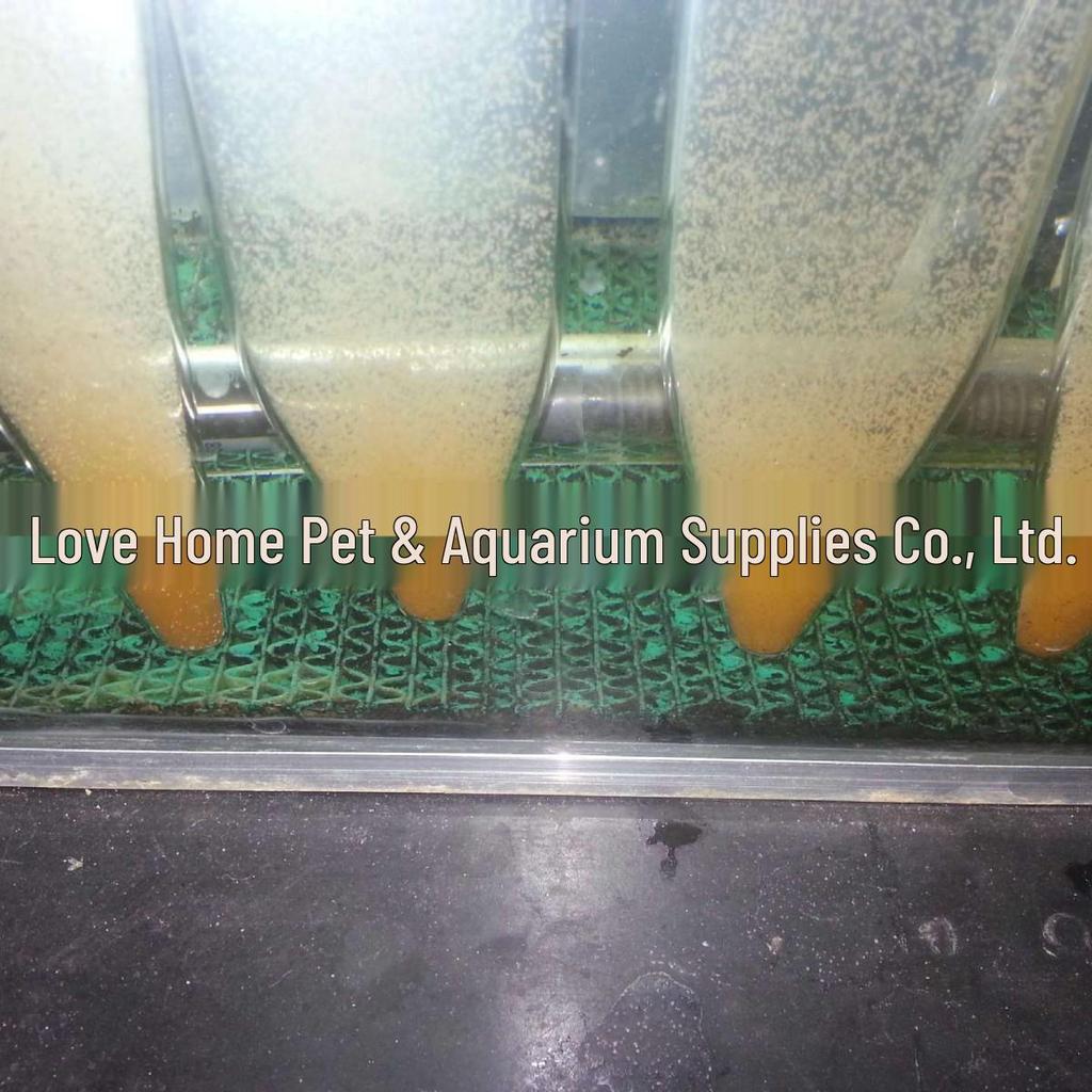 Bohai Bay High Hatch Rate Artemia Cysts for Fairy Shrimp