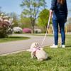 Pohodlný postroj s křídly pro mazlíčky Nastavitelná vodítko pro mazlíčky Hrudní popruh pro morče Pet Walking