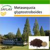 Dawn Redwood - 60 de seminte - Cu substrat de ghiveci pentru o cultivare mai buna - Metasequoia glyptostroboides