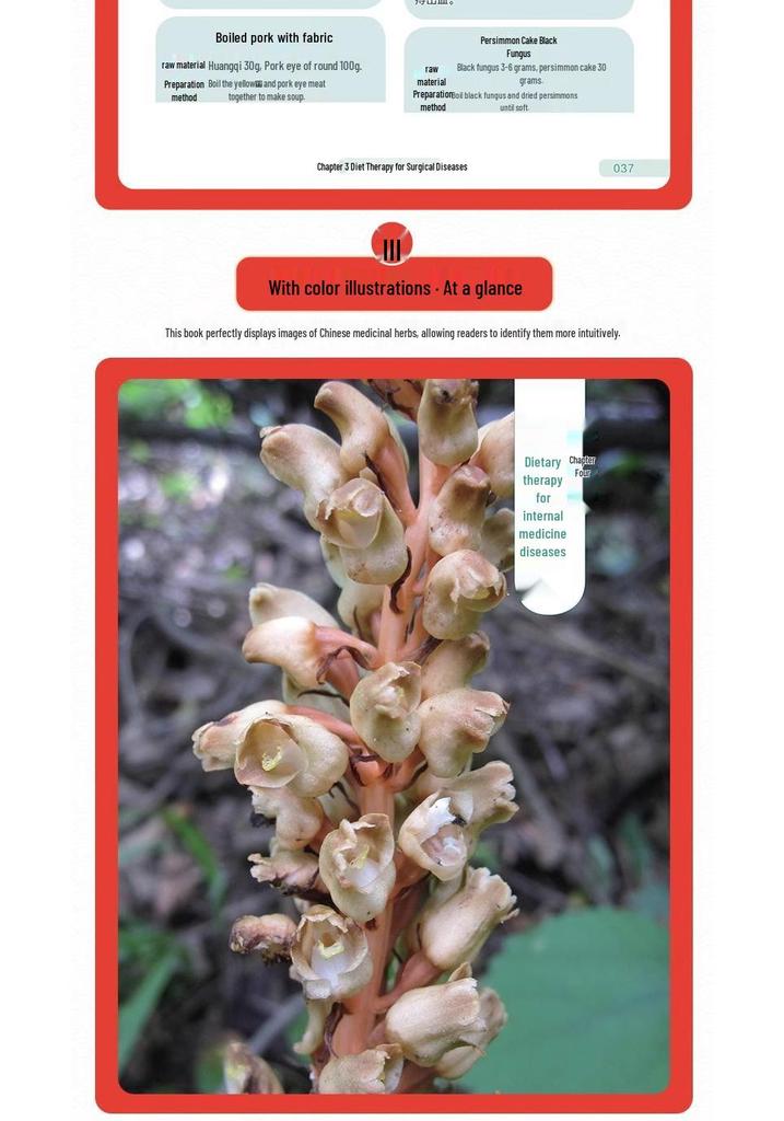 8-Volume Compendium: Chinese Food Therapy & TCM Remedies for Health Preservation