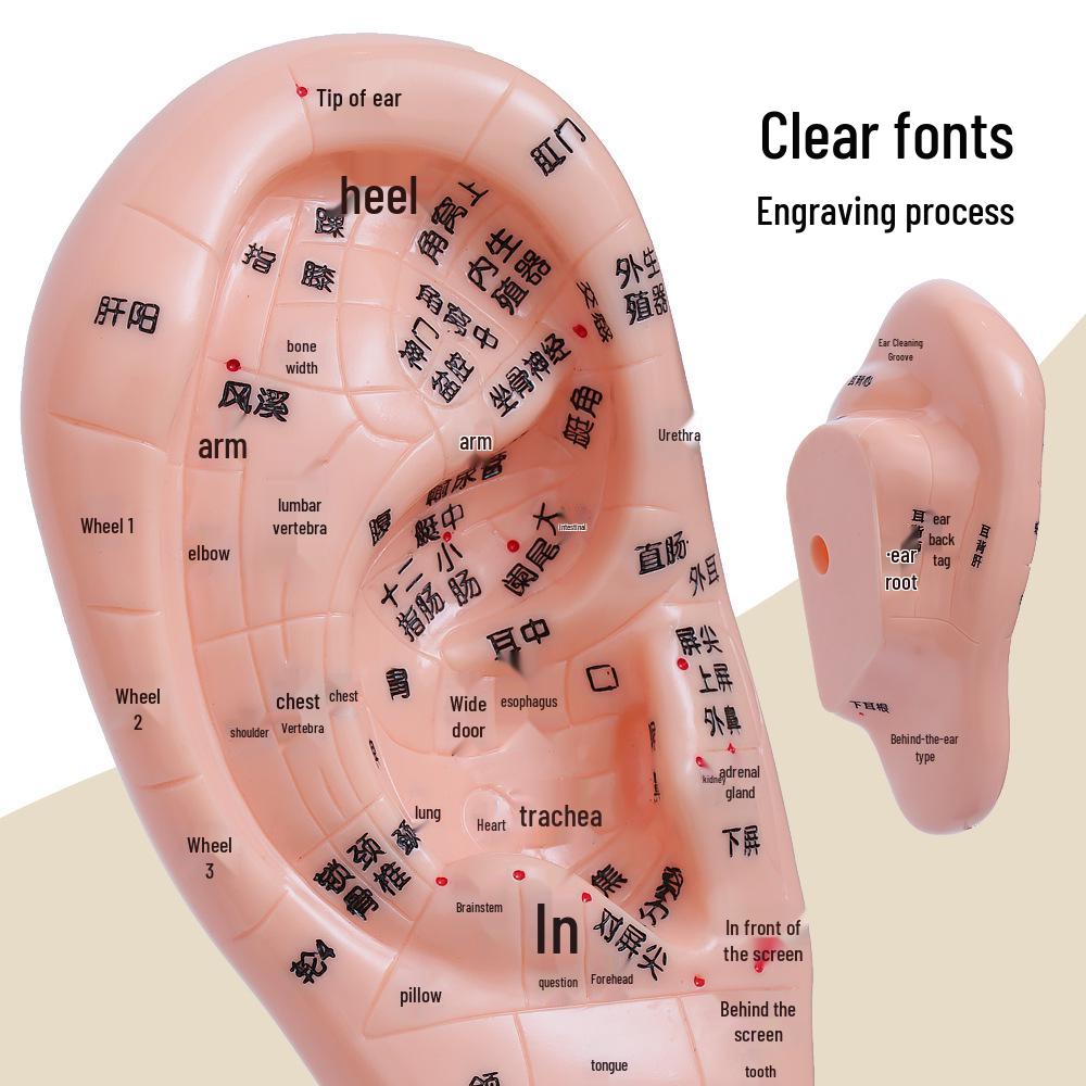 Diagrama Reflexologiei Piciorului, Urechii și Mâinii - Ghid de Masaj Acupuncte și Meridiane