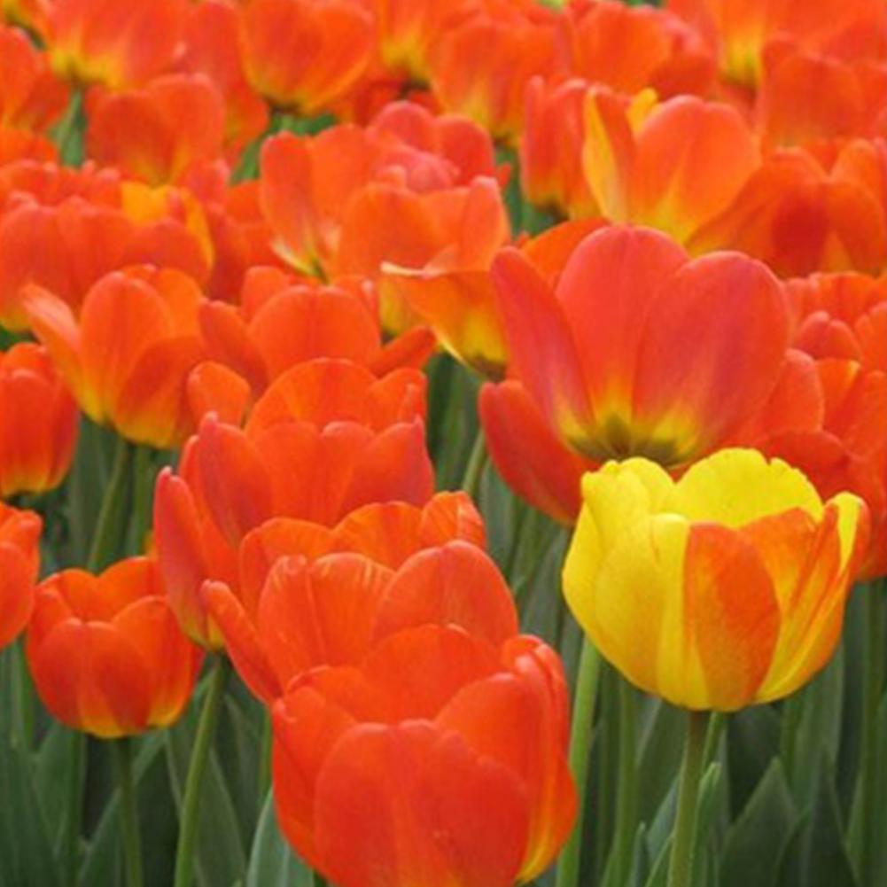 50Pcs//Pack Tulip Bulbs Flower Seeds Garden Yard Balcony Ornamental Plant Beauty