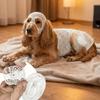 Copertura protettiva traspirante per animali domestici, previene il leccamento, copertura in rete per sterilizzazione, animale domestico sterilizzato