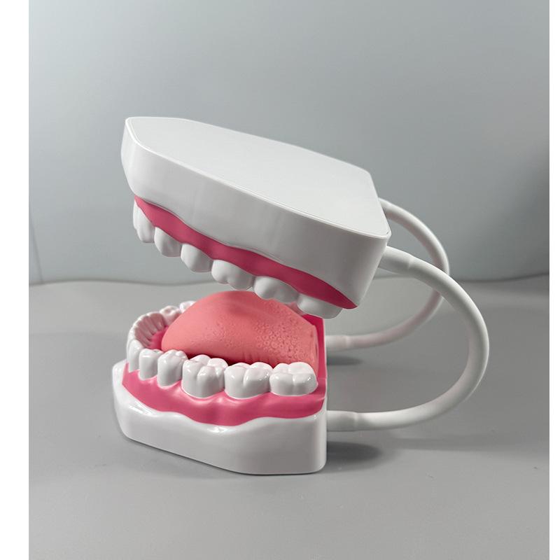 Прозора Знімна Повна Модель Щелепи з М'якими Яснами та Зубами для Підготовки до Імплантації