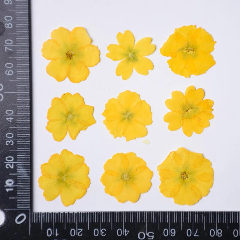 Primrose-Real Pressed Flowers Cell Phone Case for Aroma Candle Decoration, Yellow and Black, Resin, Free Shipping, 100Pcs