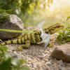 Soft Leather Wing-Style Harness With Leash Pet Lizards Outdoor Walking Safety Gear