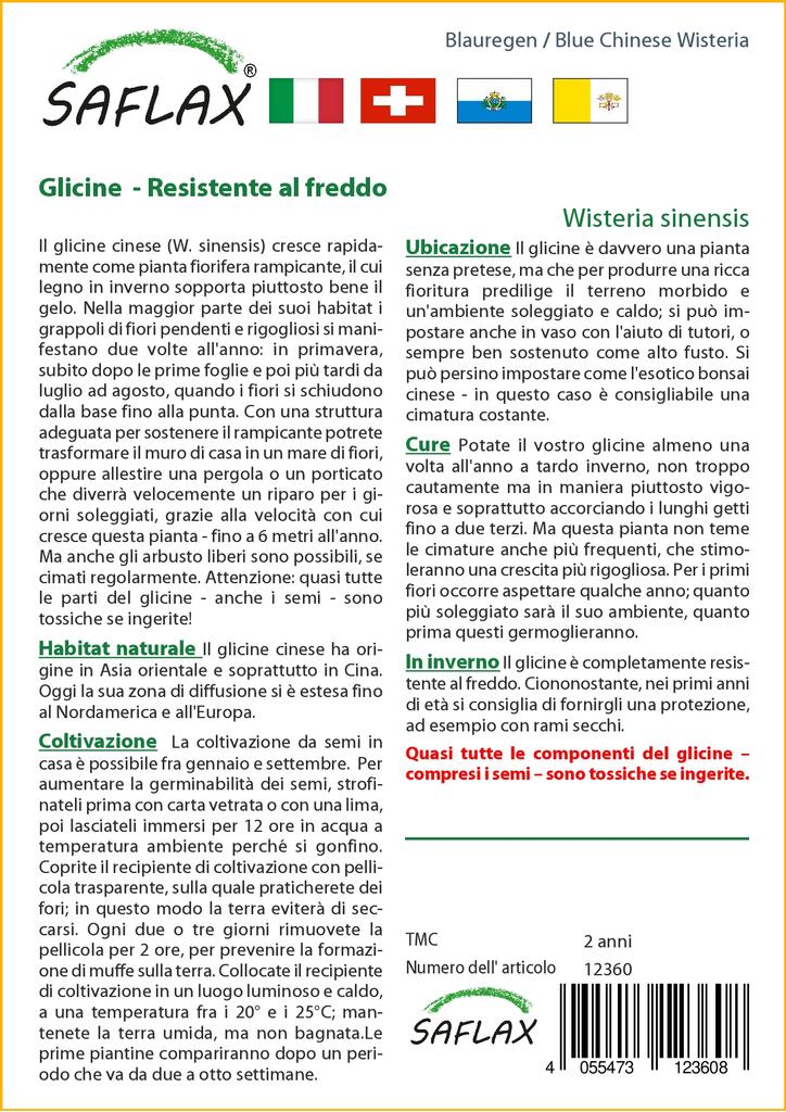 SAFLAX Blue Chinese Wisteria - 4 Seeds - With Potting Substrate for Better Cultivation - Wisteria Sinensis