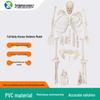 Detachable Full-Body Human Skeleton Model for Teaching & Study