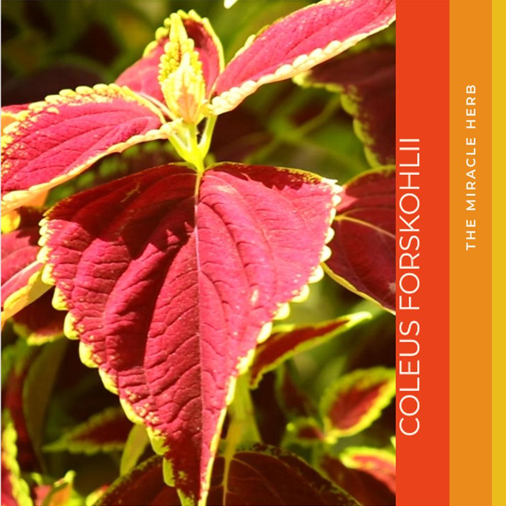 Iammi Coleus forskohlii Fat Down Weight Down HURUM Slim Fit : Erweiterter Körperfettabbau 600 mg x 60 Tabletten