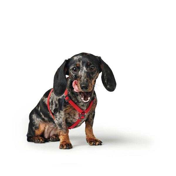 Hunter Berio Rapid Dog Harness London Red XXXS-XXS