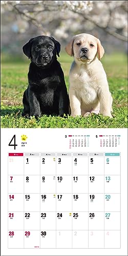 Calendrier 2024 Labrador Retriever (Calendrier Seibundo Shinkosha)