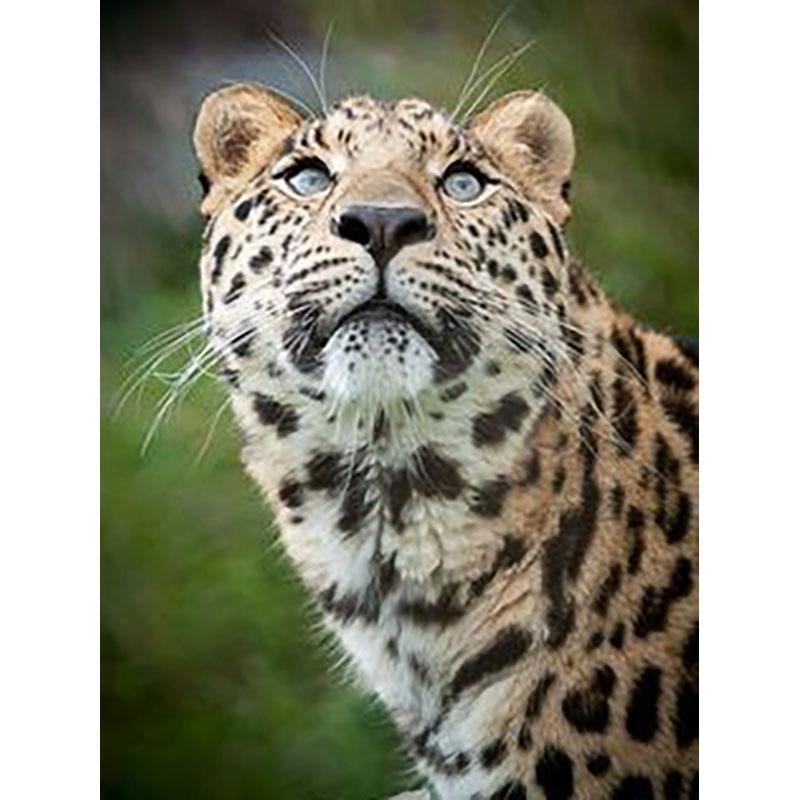 5D DIY Diamond Painting Tiger Full Round Drill Diamond Embroidery Animals Rhinestone Mosaic Cross Stitch Kits Home Decor Gift