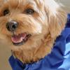 CROOKTHECHIHUAHUA Tailoring Waterproof Raincoat (2color)