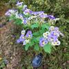 Year of the Horse LED Solar Butterfly Garden Stakes - Waterproof Outdoor Lights