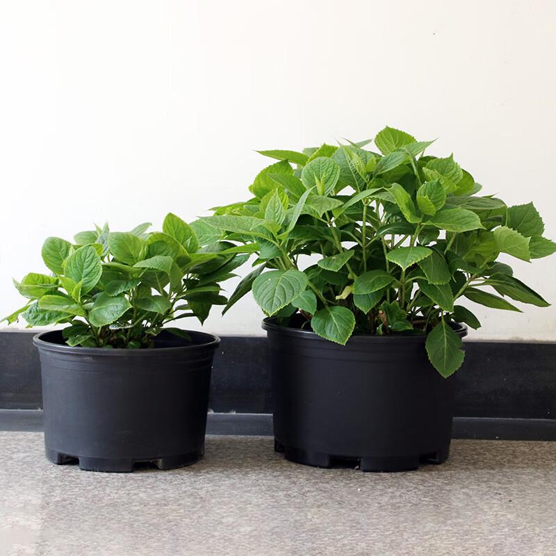 Yingtang Extra Large Plastic Garden Planting Pot