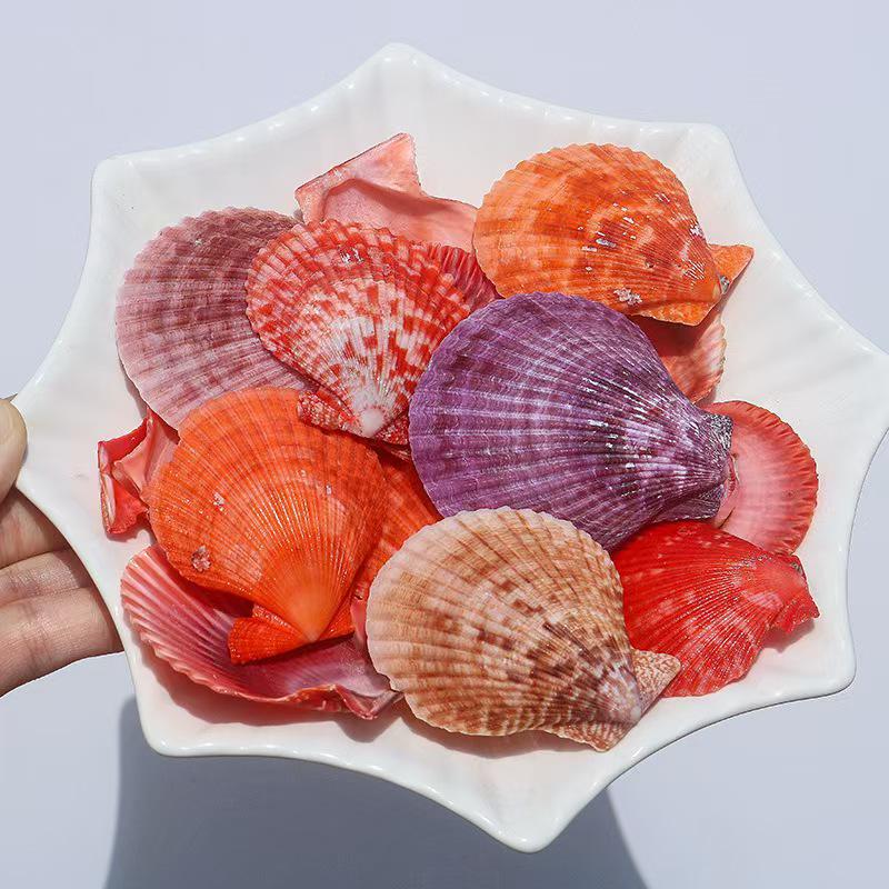 Handmade Seashell & Starfish DIY Photo Frame and Fish Tank Decoration