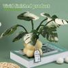 Monstera Potted Plant Needle Felting Supplies Beginner Needle Felting Tool with Instruction Wool Roving and Wood Handle