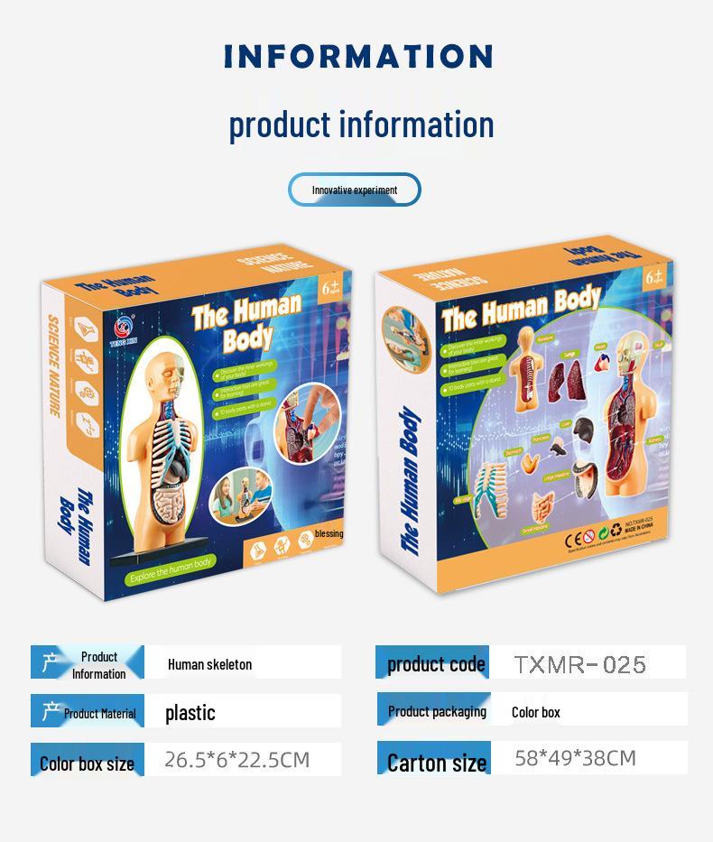 STEM Human Skeleton Model - Children's Educational Toy for Scientific Exploration