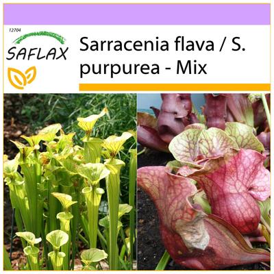 Mix di piante carnivore - 10 semi - Sarracenia Mix