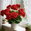 Weatherproof Geraniums | Lifelike Red Faux Flowers for All-Season Outdoor Use & Indoor Decor - Perfect Garden, Patio, and Home Centerpiece