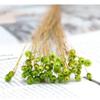 50 Bouquets Natural Real Small Dried Flowers Bouquets Brazilian Lucky Flowers Preserved Flowers Home Decoration Dried Flower