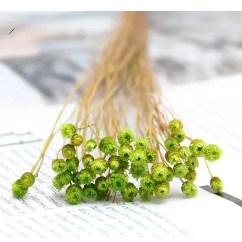 50 Bouquets Natural Real Small Dried Flowers Bouquets Brazilian Lucky Flowers Preserved Flowers Home Decoration Dried Flower