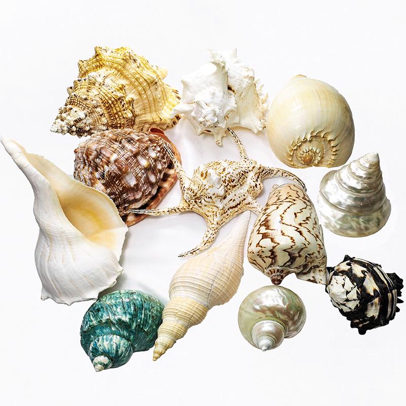 Large Conch Seashell Ornament for Wall Decor, Aquarium Aquascaping, and Sea Sound Collection