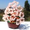 Artificial Lucky Money Tree Tabletop Decor Fortune Tree Bonsai Prosperity Feng Shui Tree  Home