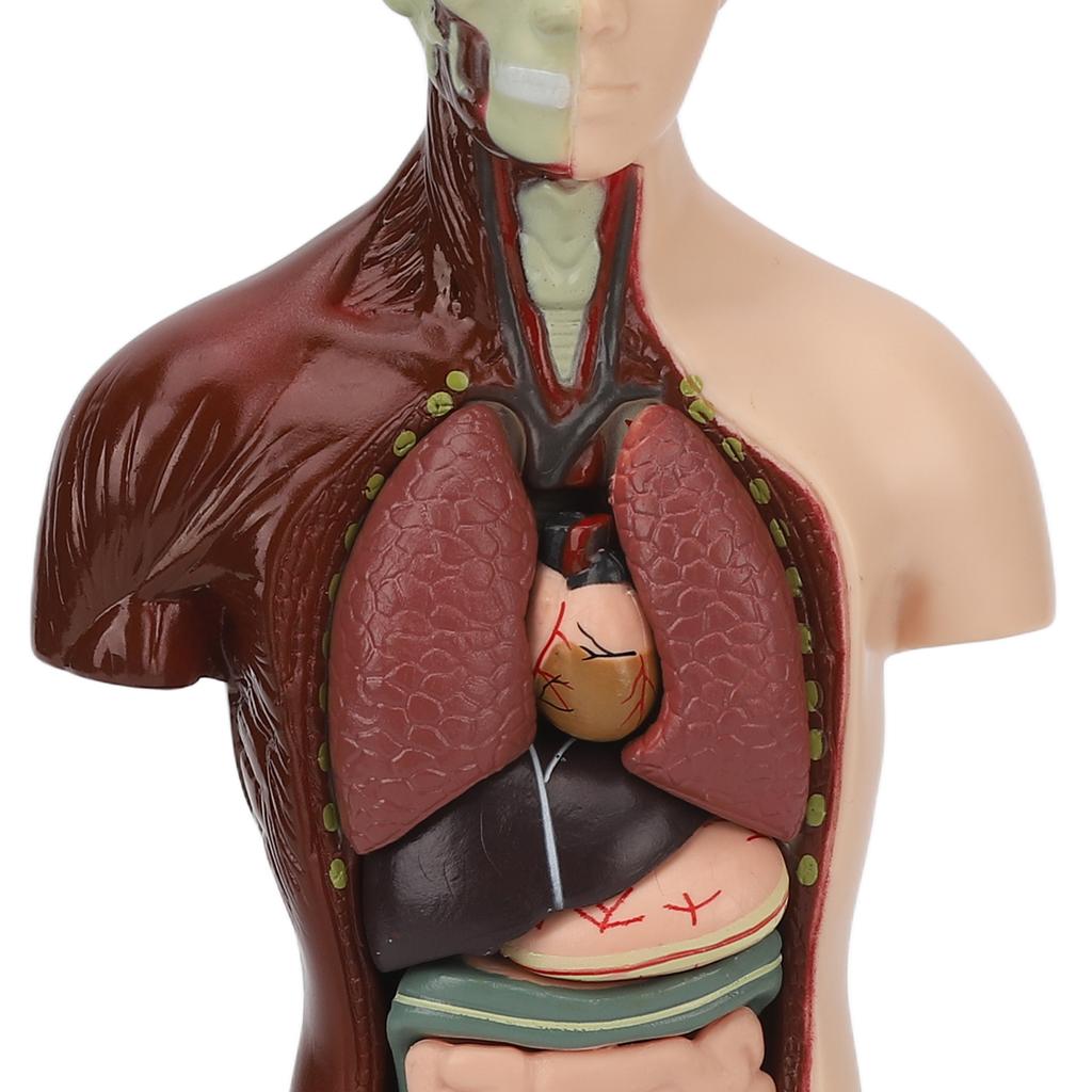 Human Body Model Detachable Simulation Unisex Human Torso Model for Teaching Study Students