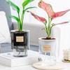 Self Absorbing Flowerpot Translucent Hydroponic Flower Pot Modern Home Self Watering Flowerpot for Garden Tabletop Plastic Vase