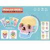 4d Human Skull Model Detachable Specimen Cranium Model Educational Toy
