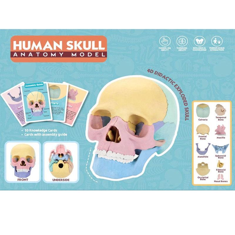 4d Human Skull Model Detachable Specimen Cranium Model Educational Toy