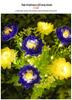 Solar LED Snow Lotus Garden Landscape Lamp