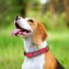 Personalized Name Paw Dog Collar PU Leather Dog Collars Soft Padded Pet Puppy Necklace Free Engraving for Small Large Dogs S-XL