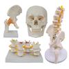 Medical teaching tools Skeleton PVC model Student teaching equipment Knee joint model Skin Model Vertebral model