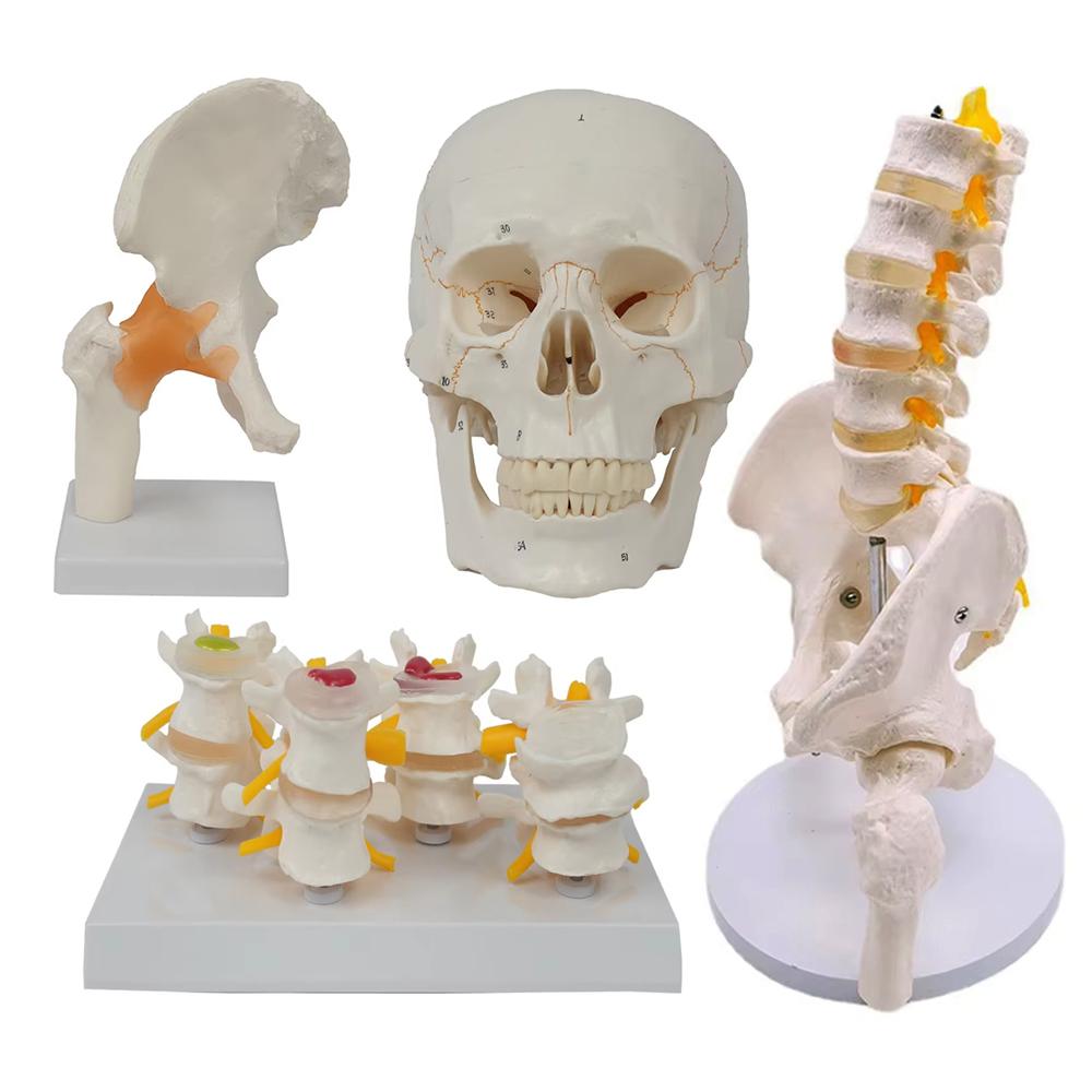 Medical teaching tools Skeleton PVC model Student teaching equipment Knee joint model Skin Model Vertebral model