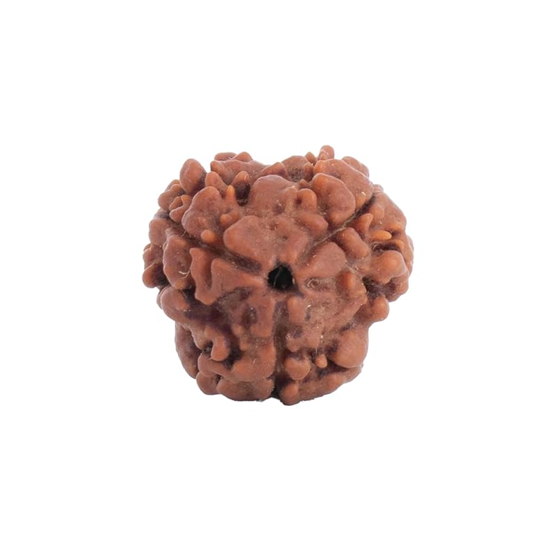Astrotalk Nepal Origin 3 Mukhi Rudraksha | Ignite SelfTransformation & Confidence | Emotional , Mental Clarity &