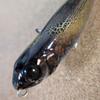 Used Megabass Dogx Jr. Orochi Dogx Limited Color