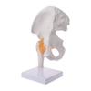 Life Size Ligament Hip Joint Medical Anatomy Model Skeleton Teaching Tool