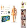 Modelo de Brinquedo Educativo Infantil Para Aprender Anatomia Humana