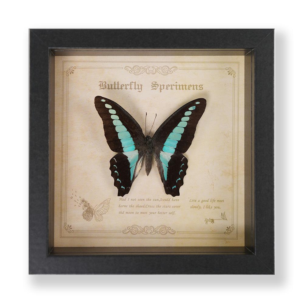Green Banded Swallowtail Butterfly Specimen Decorative Painting - Real Insect for Display