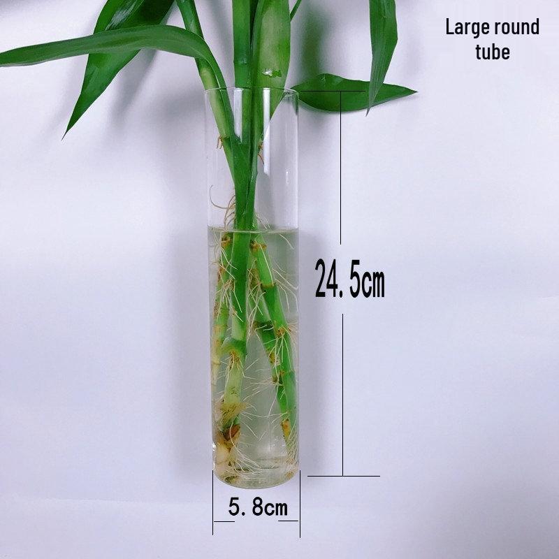 Creative Wall-Mounted Transparent Glass Vase for Plants and Fish