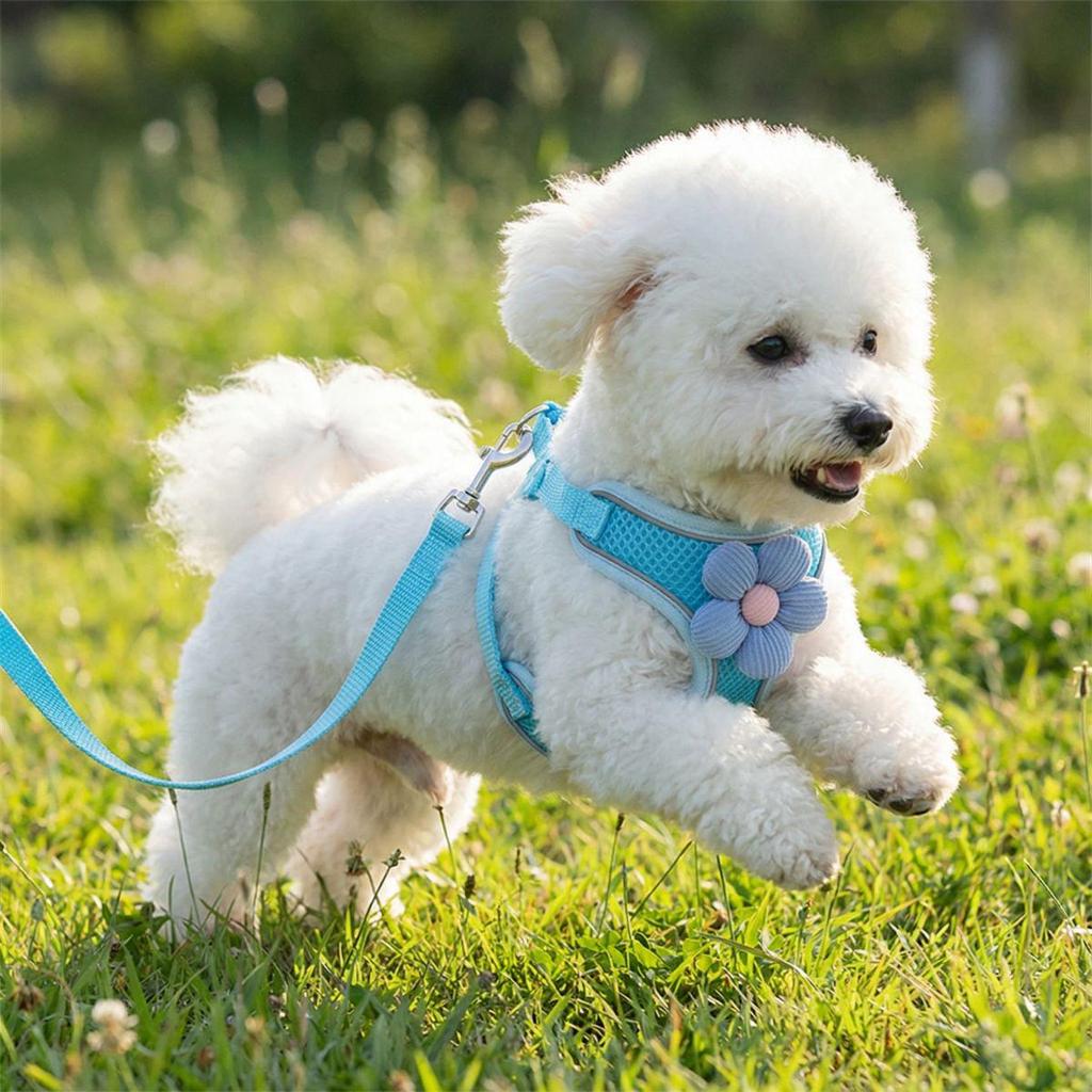 Small Dog Harness and Leash Set - Vest-Style for Teddy, Bichon, and Other Small Breeds