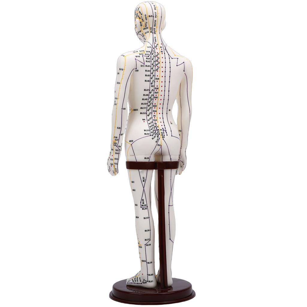 52cm Acupuncture Model 360 Degree Rotatable Arms Acupoint Body Model for Student Teaching Demonstration White Men
