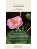 Bonsai Lotus Zen Arrangement: Elegant Artificial Flowers for Teahouse Décor