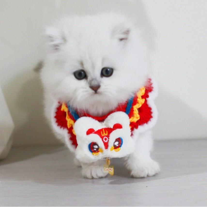 New Year Pet Bib & Woolen Scarf: Spring Festival Collar for Attracting Wealth and Blessings